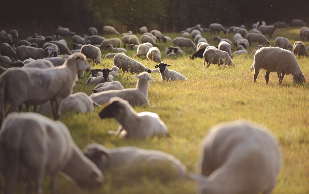 Photo Meadow grazing